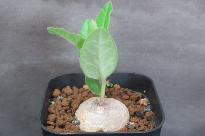 楽天市場】(実)スーパーバッテリー : さぼてん＆たにく とげ家