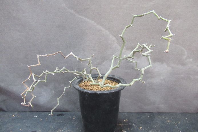 楽天市場】ゴムの木 フィカス 'ジン' : ワンダープランツ