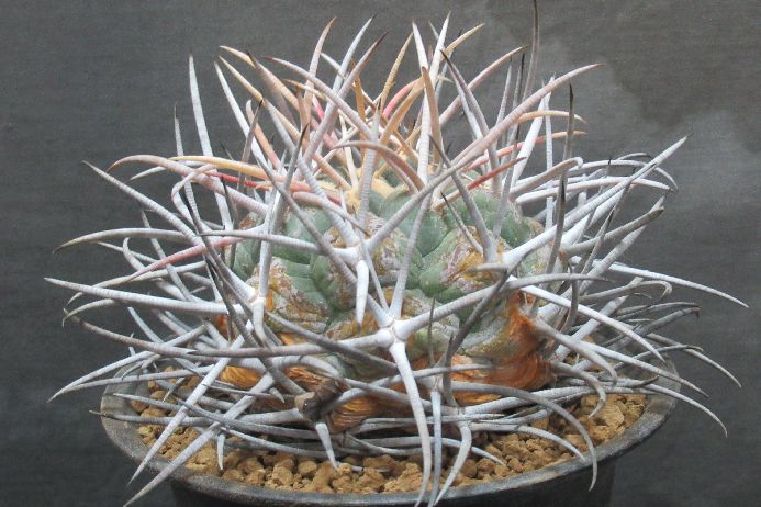 楽天市場】疣銀冠玉 : さぼてん＆たにく とげ家