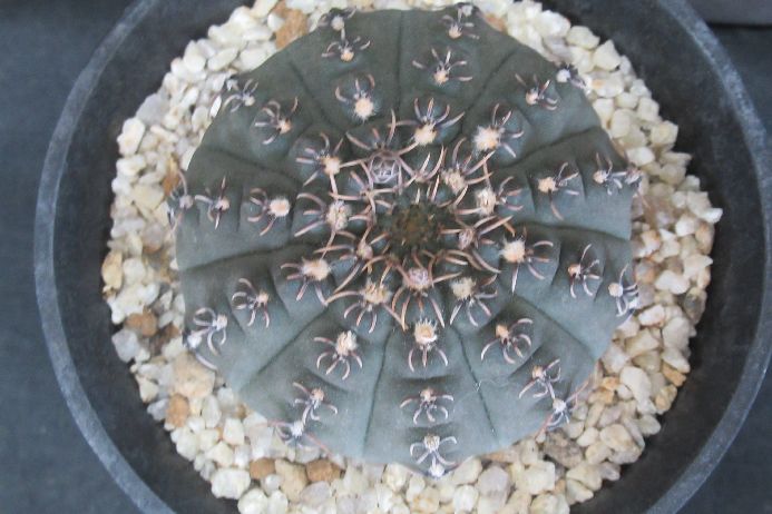 楽天市場】三代目章玉・河野潔作「水晶独鈷」 : 日本黎明社 楽天市場店