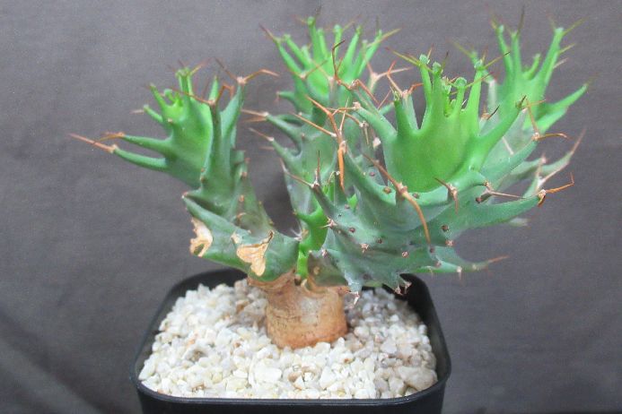 楽天市場】トレベシア・パルマータ : 日本花卉ガーデンセンター annex