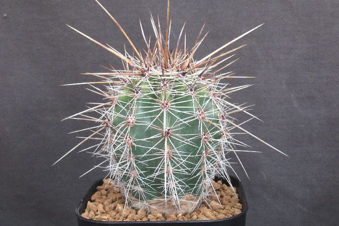 楽天市場】弁慶柱 : さぼてん＆たにく とげ家