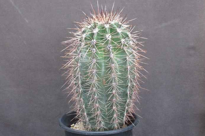 SALE！　弁慶柱、サボテン、柱サボテン 園芸ネット本店｜サボテン：弁慶柱 （べんけいちゅう） 5号鉢植え の