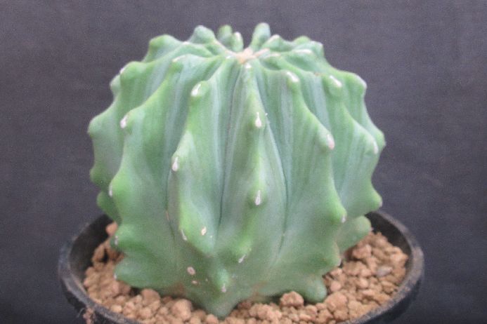 楽天市場】コーデックス：サルコカウロン ヘレー 竜骨城*葉幅3cm