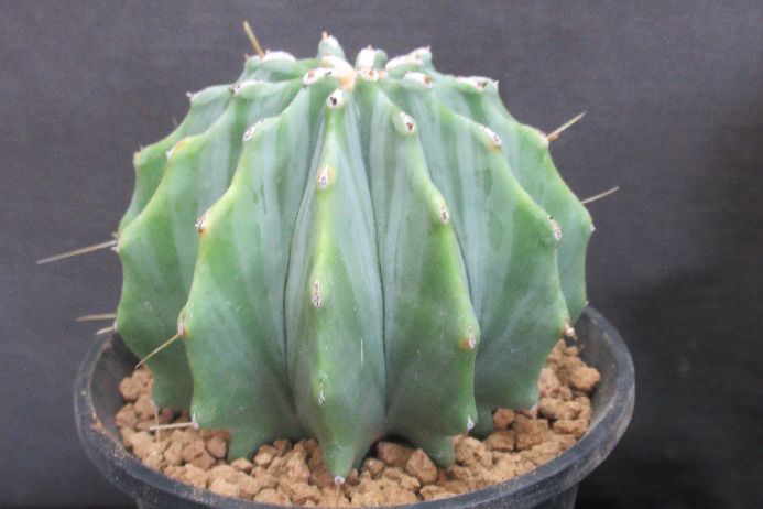 楽天市場】コーデックス：サルコカウロン ヘレー 竜骨城*葉幅3cm