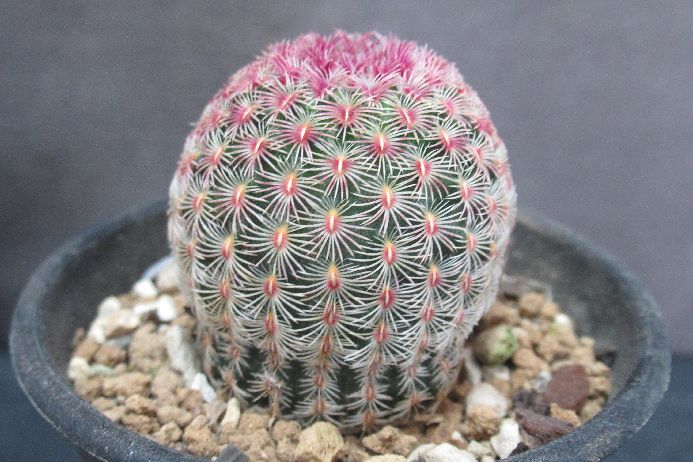 楽天市場】セッコク 月紅 : フェニックスガーデン