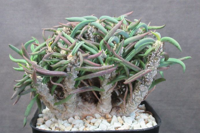 楽天市場】多肉植物：ユーフォルビア キリンドリフォリア 実生*L 幅