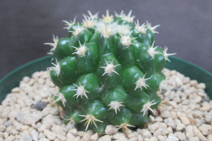 楽天市場】狂刺金鯱 : さぼてん＆たにく とげ家