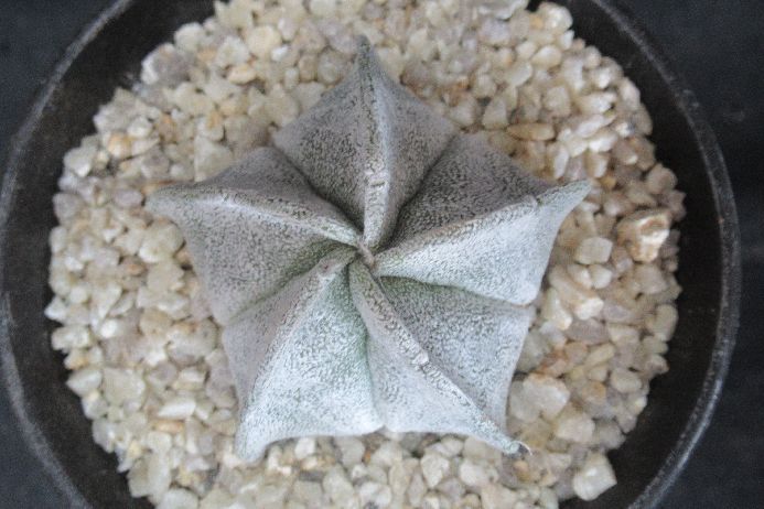 楽天市場】三代目章玉・河野潔作「水晶独鈷」 : 日本黎明社 楽天市場店