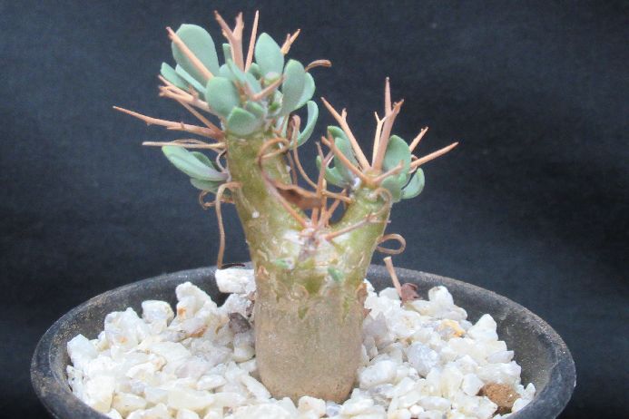 楽天市場】メガカルパ : さぼてん＆たにく とげ家