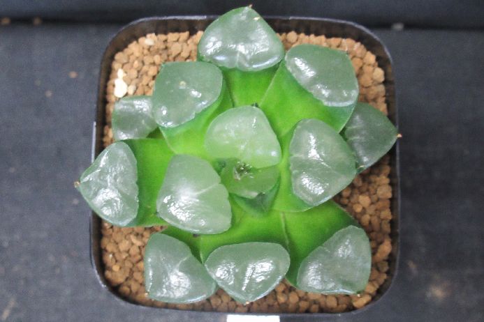 楽天市場】DIMOO デート クリスタルボール : POP MART JAPAN