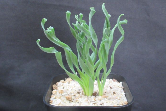 楽天市場】イギリスナラ コンコルディア（ヨーロッパナラ 黄金葉）苗