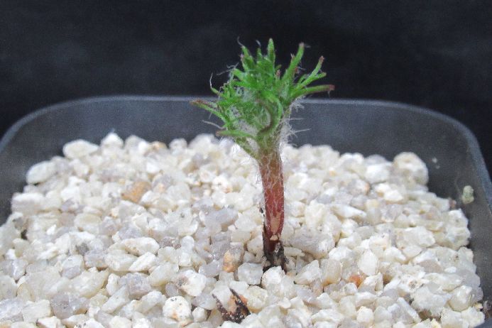 楽天市場】多肉植物 caエリオスペルマム パラドクサム グリーン