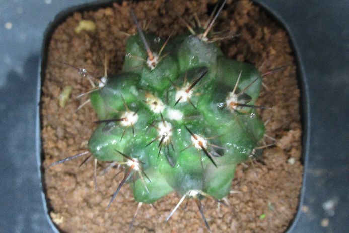 フスカ|さぼてん&たにく とげ家