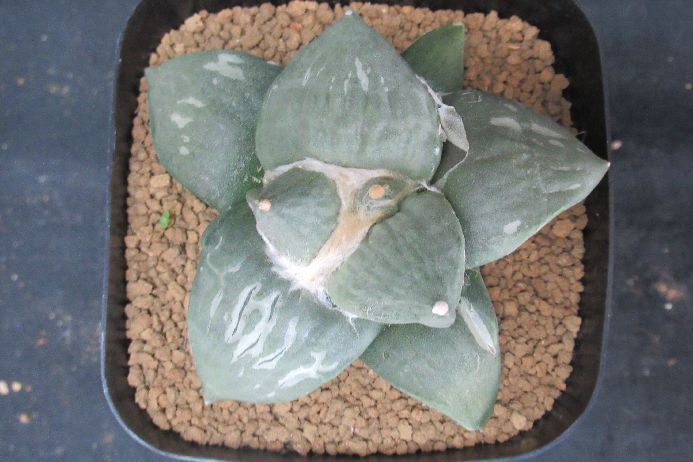幅広皺肌花牡丹
