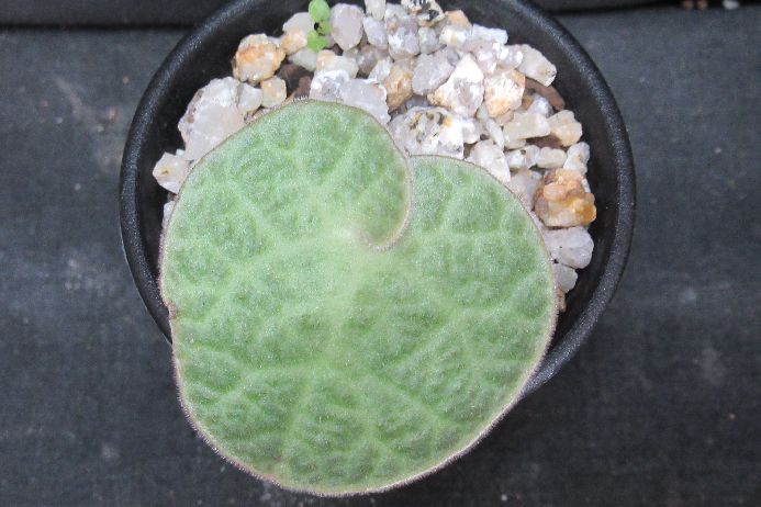 楽天市場】【送料無料】【現品】トリスリナックス カンペストリス