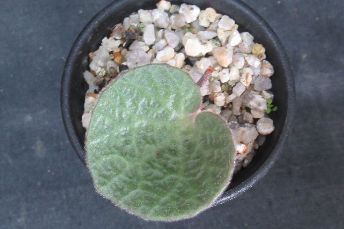 楽天市場】【送料無料】【現品】トリスリナックス カンペストリス