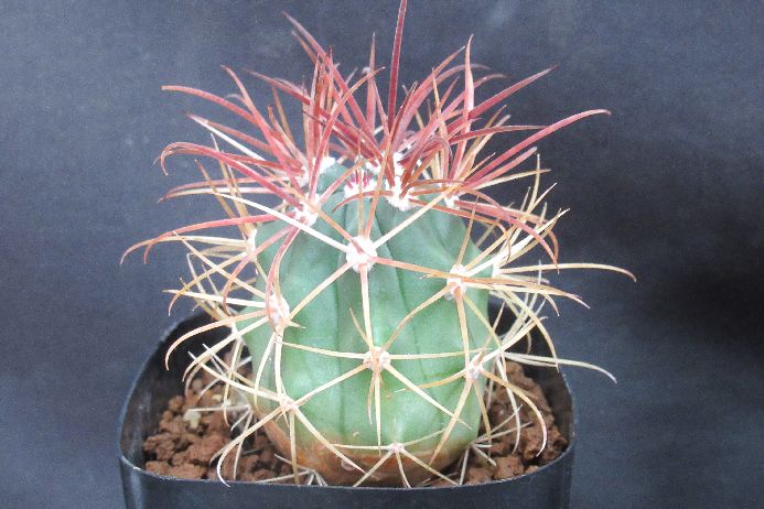 楽天市場】サボテン：フェロカクタス 赤刺金冠竜*幅3cm ☆赤松実生