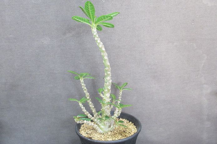 ギガス 観葉植物-花・観葉植物