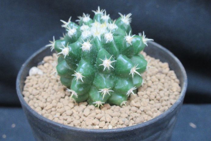 楽天市場】短刺金鯱 : さぼてん＆たにく とげ家