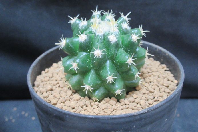 楽天市場】短刺金鯱 : さぼてん＆たにく とげ家