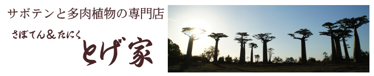 楽天市場 サボテン 多肉植物の専門店です さぼてん たにく とげ家 トップページ