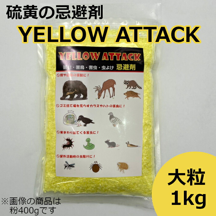 イエロー早生 味来1364 2000粒入 イエロー早生 味来1364 2000粒入 スイートコーン種子】味来1364_2000粒