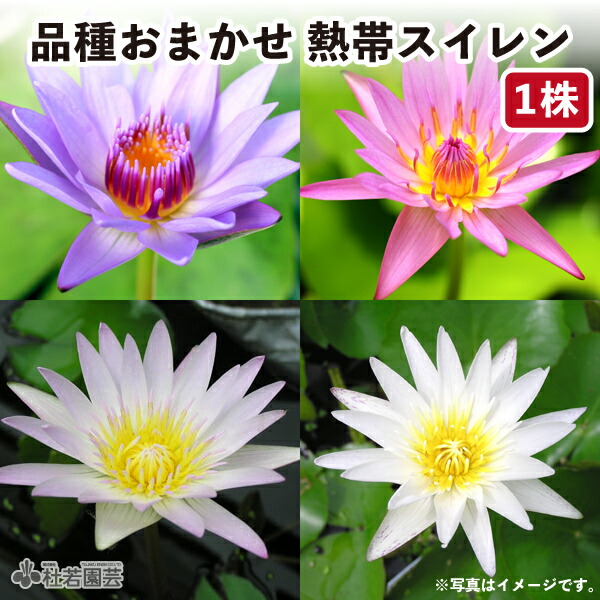 ★ますちゃんです★ 人気の蓮２個セット３作品♡ お手入れ不要の造花♬ Amazon.co.jp: ラブライブ！蓮ノ空女学院スクールアイドルクラブ