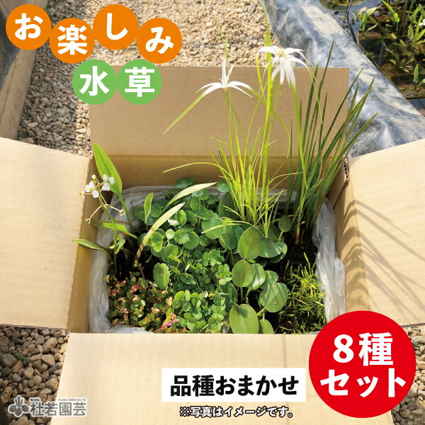鈴木が厳選！お命のせんたく水草8亜種仕掛ける (亜種見計らい)