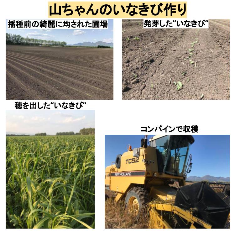 【楽天市場】【新着】 国産・北海道産いなきび 山ちゃんのいなきび 300g:ハスカップ農園十勝ベリーファーム