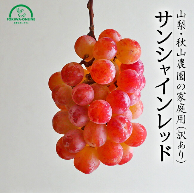 山梨県産 ぶどう⭐️サンシャインレッド⭐️家庭用 5パック入り⭐️箱込み2.3キロ 山梨県産 ぶどう⭐️サンシャインレッド⭐️家庭用 5パック入り