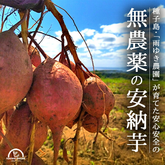 ✨安心安全 農薬不使用✨　激甘　まるで安納芋　完熟　かぼちゃ　野菜詰め合わせ ✨安心安全✨農薬不使用✨激甘！！まるで安納芋完熟かぼちゃ