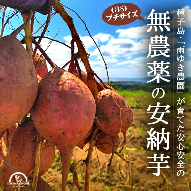 楽天市場】安納芋 安納紅 5kg 種子島 2S〜L さつまいも 無農薬