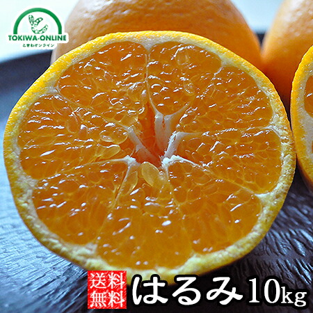楽天市場】はるみ みかん ミカン 送料無料 20kg 和歌山産 農園直送