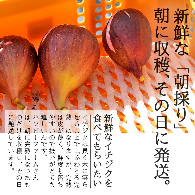 いちじく 生 完熟 9 12玉入 化学農薬 化学肥料 不使用 敬老の日 贈り物 ギフトにおすすめ Umu Ac Ug