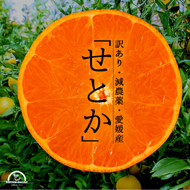 romiさん専用 せとか２０kg訳あり romiさん専用 せとか20kg訳あり 食品