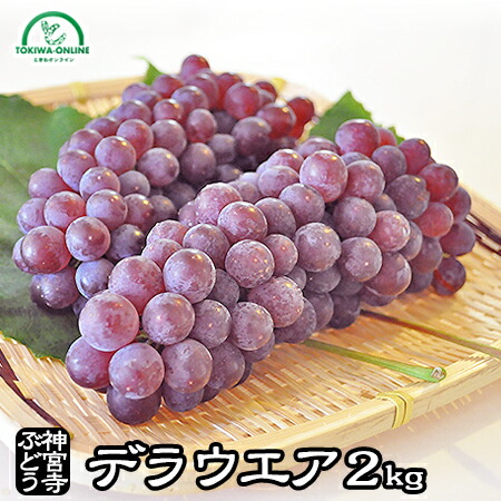 父の日 ぶどう デラウェア  2kg お中元 フルーツ ギフト  プレゼント 御中元 ハウスデラウェア 送料無料 農家直送 ブドウ 贈り物 葡萄 神宮寺ぶどう エコ農法
