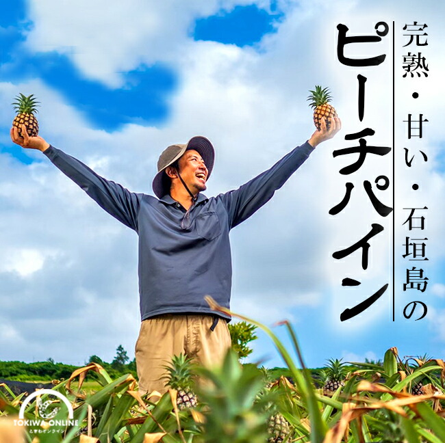 父の日 パイナップル 国産 沖縄 ピーチパイン 4玉入 石垣島 お中元 ギフト 贈り物 父の日 プレゼント   生盛ファーム