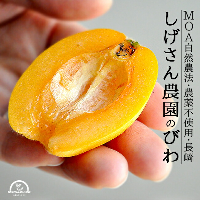 びわ 長崎  Lサイズ 20~24個入 無農薬 長崎 果物 フルーツ 枇杷 ビワ 農家直送 安心安全 しげさん農園