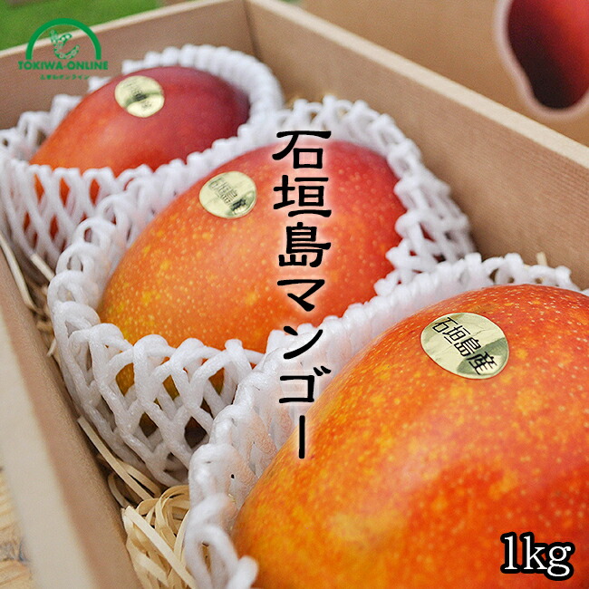 マンゴー ギフト お中元 1kg 沖縄 贈答用 特秀品 送料無料 沖縄産 石垣島 農園直送 完熟 プレゼント 贈り物 フルーツ 果物 ときわマンゴー農園