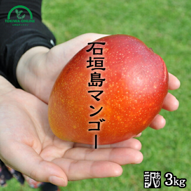 楽天市場】マンゴー 訳あり 1kg 沖縄 送料無料 石垣島産 農園