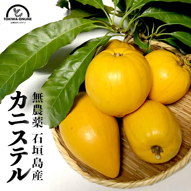 楽天市場 カニステル 沖縄 石垣島 1kg 南国フルーツ 無農薬 農薬不使用 除草剤不使用 ときわオンライン
