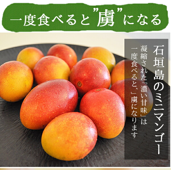 楽天市場 ミニマンゴー 2kg 送料無料 農園直送 沖縄県 石垣島産 マンゴー 石垣島 沖縄 果物 フルーツ 訳あり わけあり 石垣島マンゴー 沖縄 マンゴー ときわマンゴー農園 ときわオンライン 楽天市場 ミニマンゴー 2kg 送料無料 農園直送 沖縄県 石垣島産 マンゴー 石垣島 沖縄 果物 フルーツ 訳あり わけあり 石垣島マンゴー 沖縄 マンゴー ときわマンゴー農園 ときわオンライン