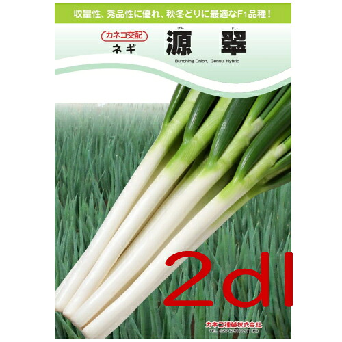 【入荷次第次第に積みだし】カネコ種苗 源翠葱 ２ｄｌ