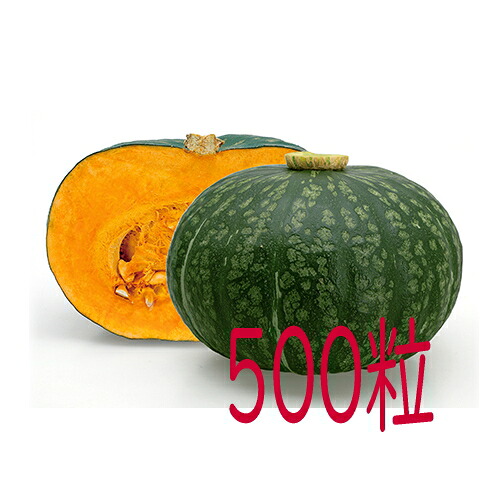 【入荷次第出荷】カネコ種苗　ほろほろ　南瓜　５００粒