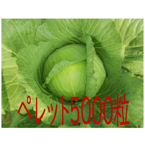 【入荷次第次第に積み出し】カネコ種苗 福洸 球菜 ペレット５０００粒 野菜の種子-ガーデニング・農業