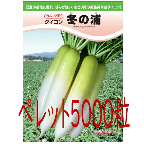 【入荷次第出荷】カネコ種苗　冬の浦大根　ペレット５０００粒