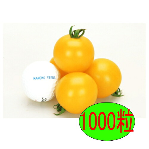 【入荷次第出荷】カネコ種苗　イエローオーレ　1000粒