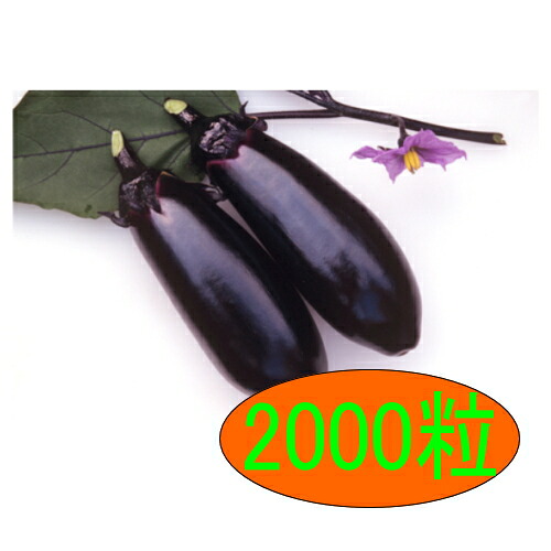 【入荷次第出荷】カネコ種苗　一富士　2000粒 12,200円