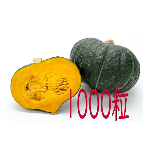 【入荷次第出荷】カネコ種苗　九重栗南瓜　１０００粒